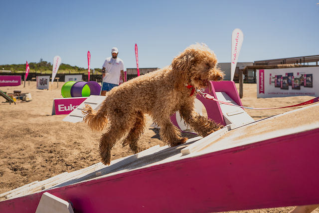 Portada de Eukanuba presenta Ruta Dog Friendly en Chascomús, Mar del Plata y Pinamar