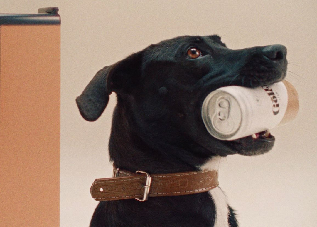 Portada de Estreno: DM9 y Consul enseñan a los perros a buscar cerveza