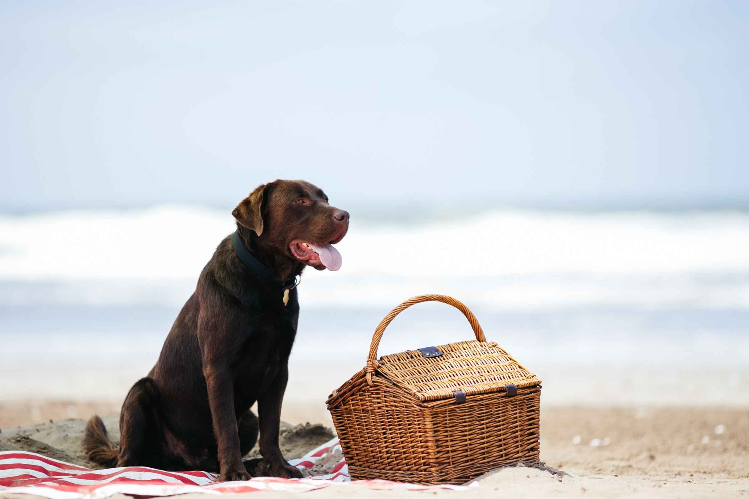 Portada de Vacaciones con mascotas: la campaña de Nestlé Purina para este verano