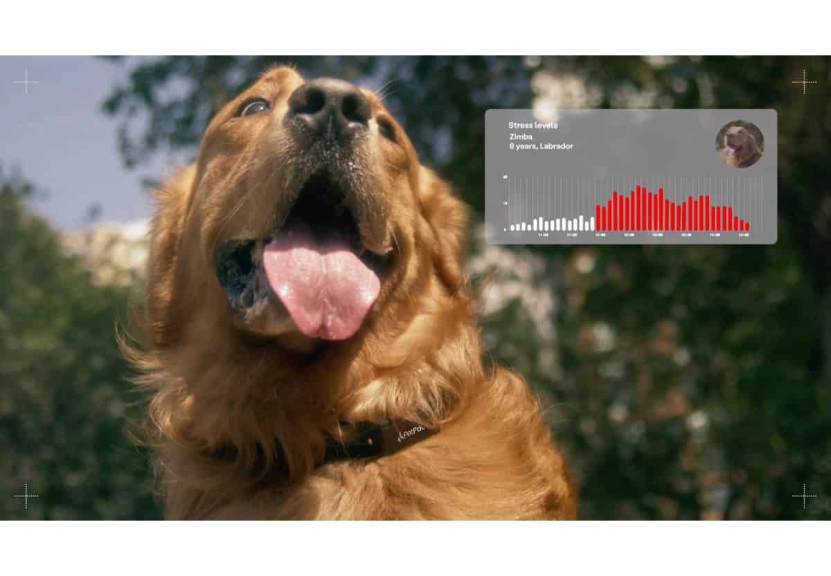 Portada de Con tecnología e inteligencia artificial, proyecto transforma las reacciones de los perros en predicciones de terremotos