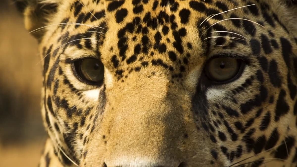 Portada de “Jaguaryú”, una campaña de WCS para sensibilizar sobre la importancia del felino más grande de América