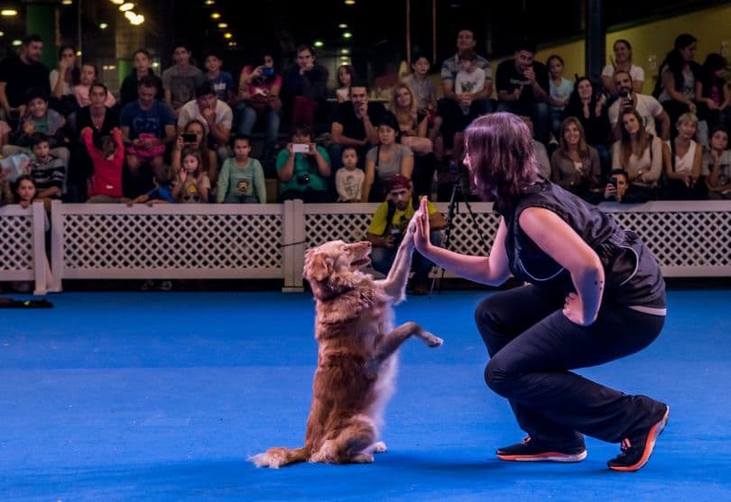 Portada de Más de 120.000 fanáticos del mundo animal presentes en 