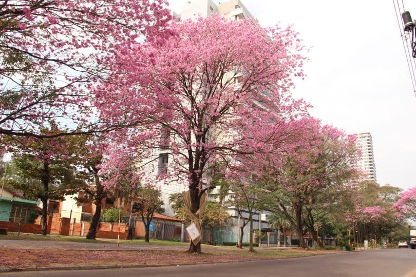 Portada de Agencia Nasta y Villandry Flores homenajearán el aniversario de la ciudad de Asunción