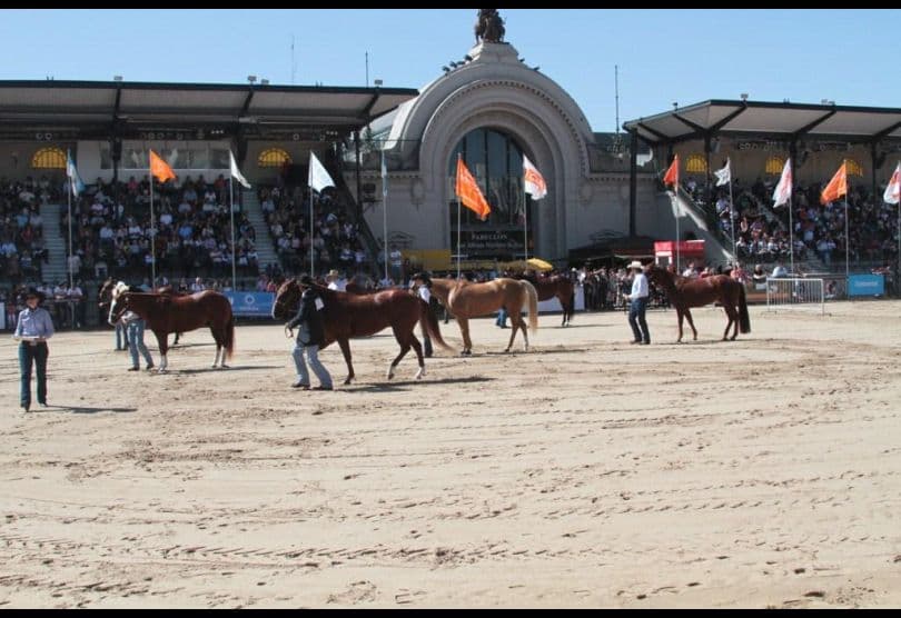 Portada de Nuestros Caballos y Nuestros Perros vuelven a La Rural