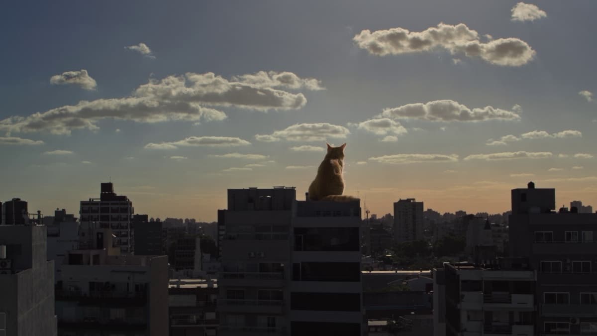 Portada de "Le Gató 2", campaña de La América para Arlistán.
