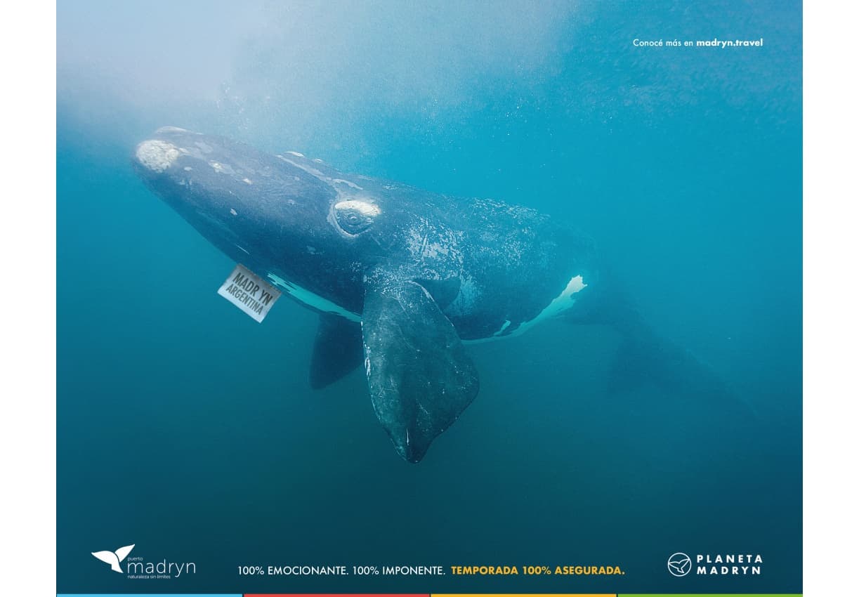 Portada de Humo Rojo lanza la nueva campaña de la Temporada de Ballenas de Puerto Madryn