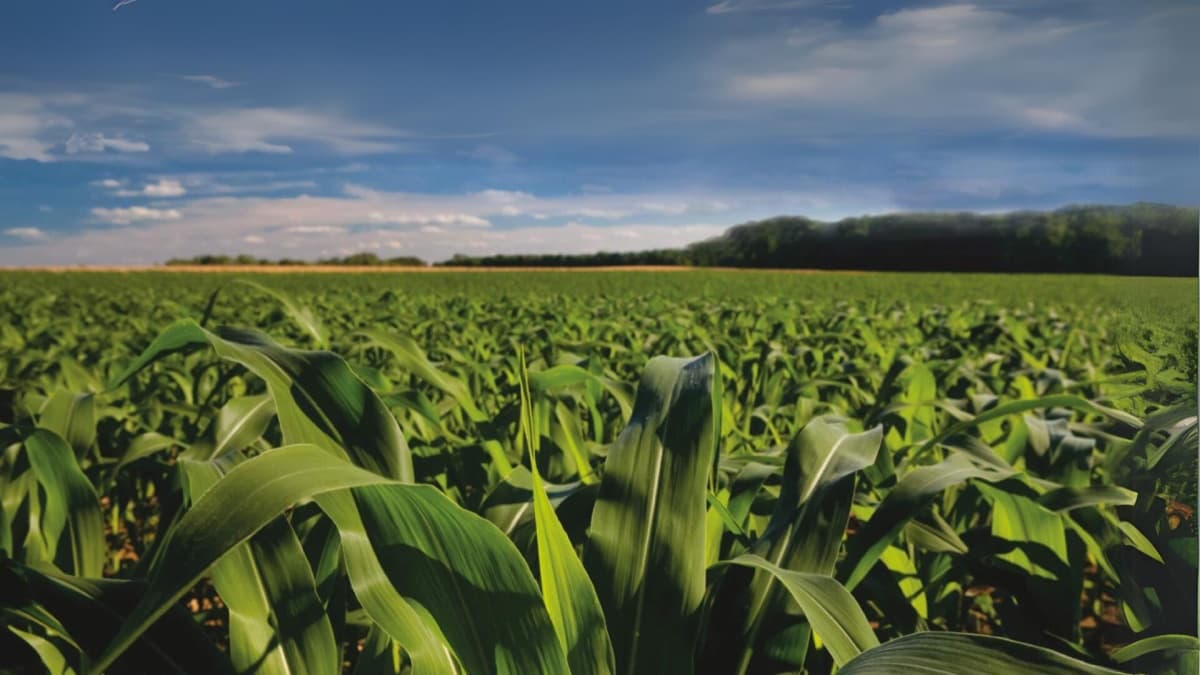 Portada de Syngenta elige a Vendaval como su nueva agencia