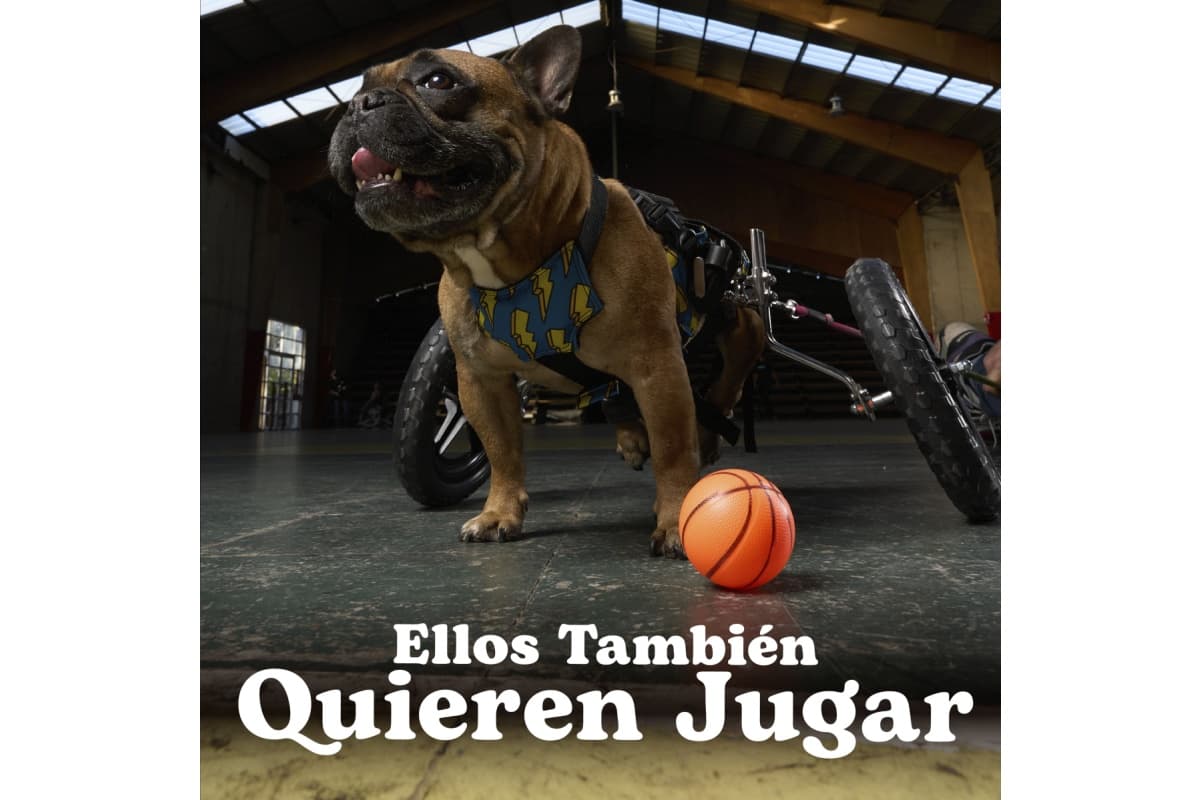 Portada de “Ellos también quieren jugar”, lo nuevo de di Paola Chile para Muvi