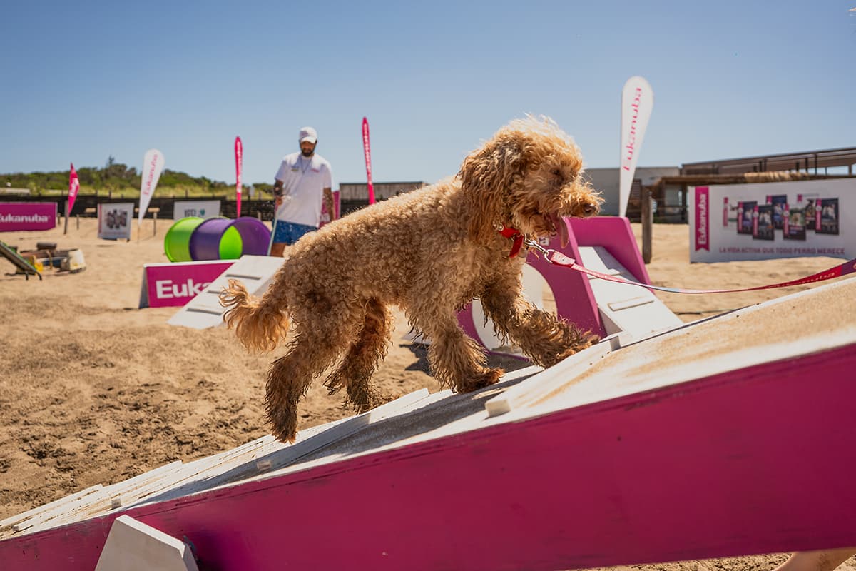 Portada de Eukanuba presenta Ruta Dog Friendly en Chascomús, Mar del Plata y Pinamar