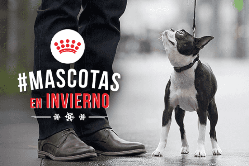 Portada de "Mascotas en Invierno", campaña de Indie para Royal Canin