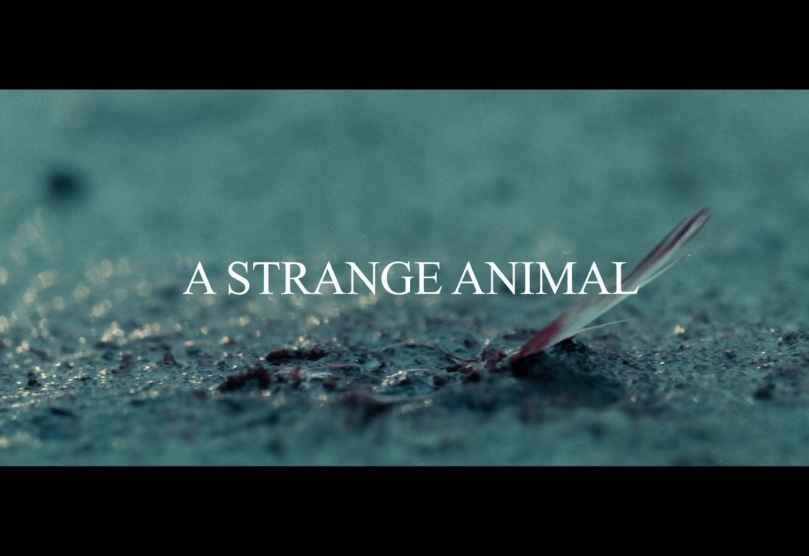 Portada de Strange Animal, un corto de Armando Bo para las negociaciones de paz de Colombia